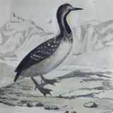 Original ornithological plate " Phalarope ashy - Gray-cheeked hail - &c... Buffon (1837)