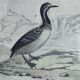 Original ornithological plate " Phalarope ashy - Gray-cheeked hail - &c... Buffon (1837)