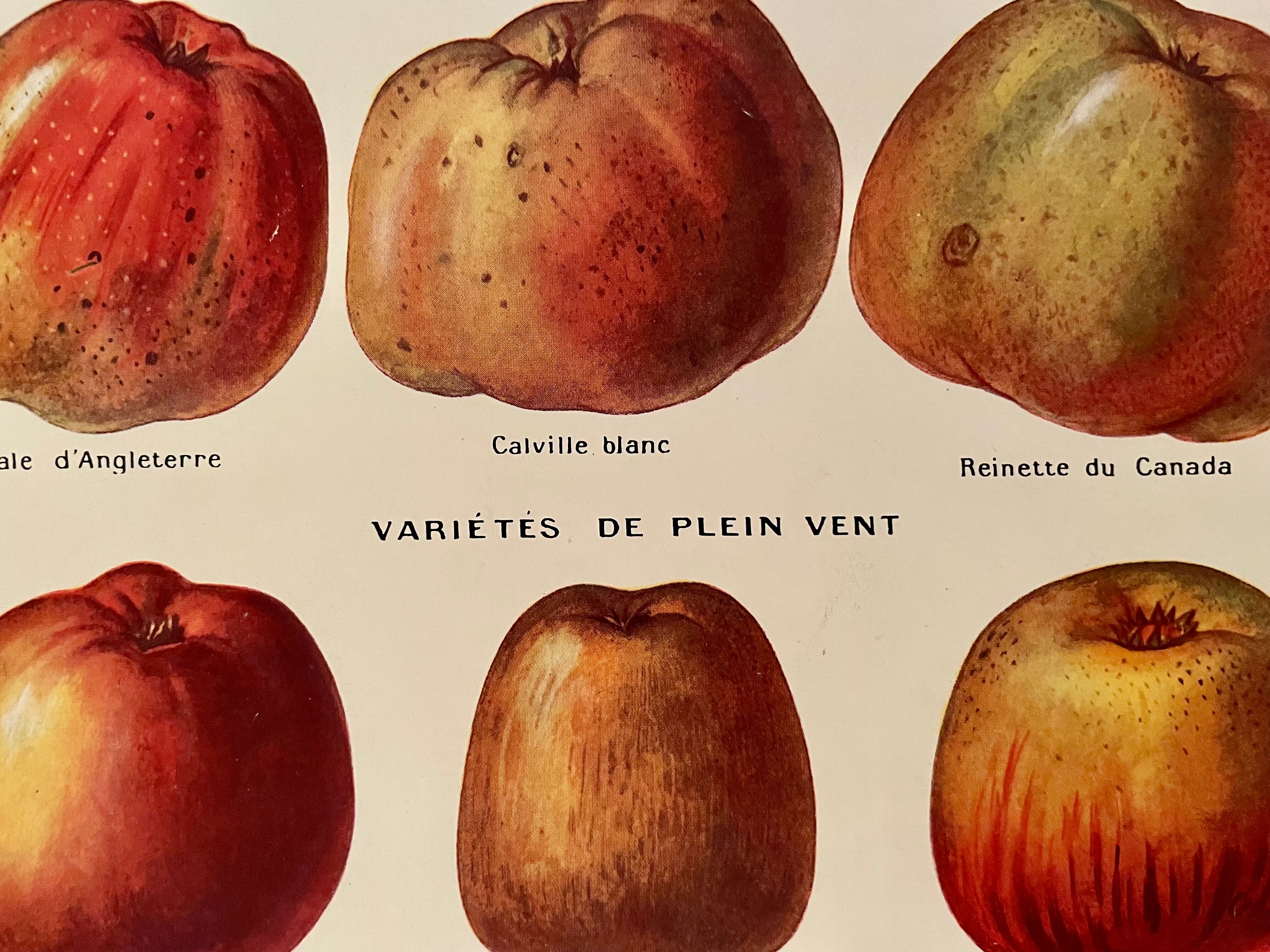 Lithograph on apples from 1921