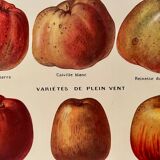 Lithograph on apples from 1921