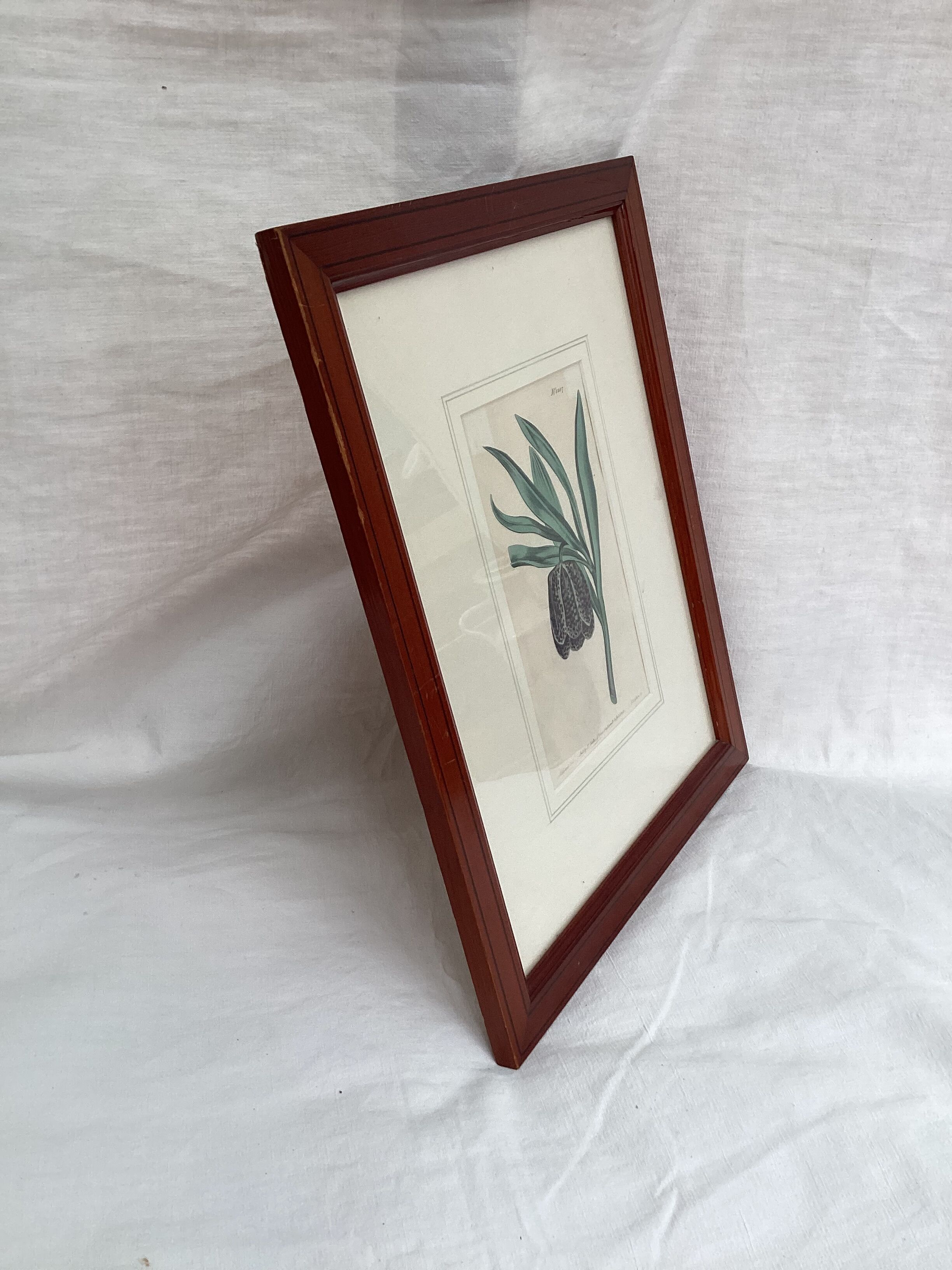 Old English botanical engraving numbered