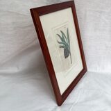 Old English botanical engraving numbered