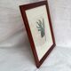 Old English botanical engraving numbered