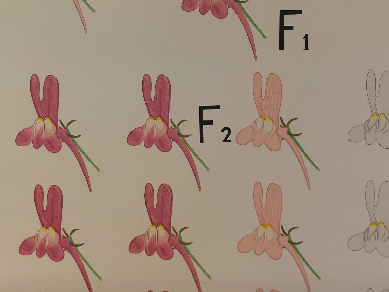 Vintage educational wall hanging roll chart biology genetics