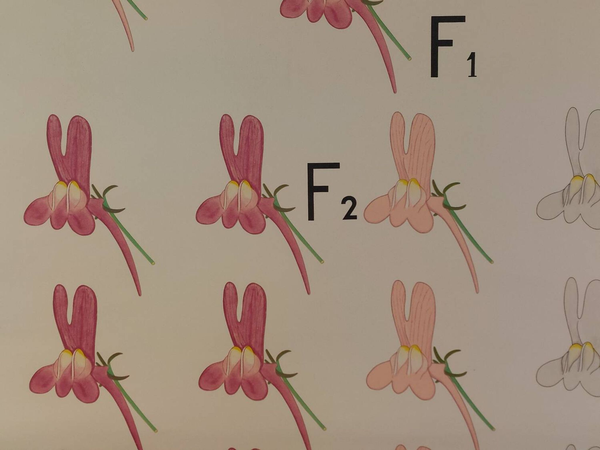 Vintage educational wall hanging roll chart biology genetics