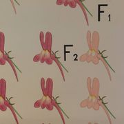 Vintage educational wall hanging roll chart biology genetics