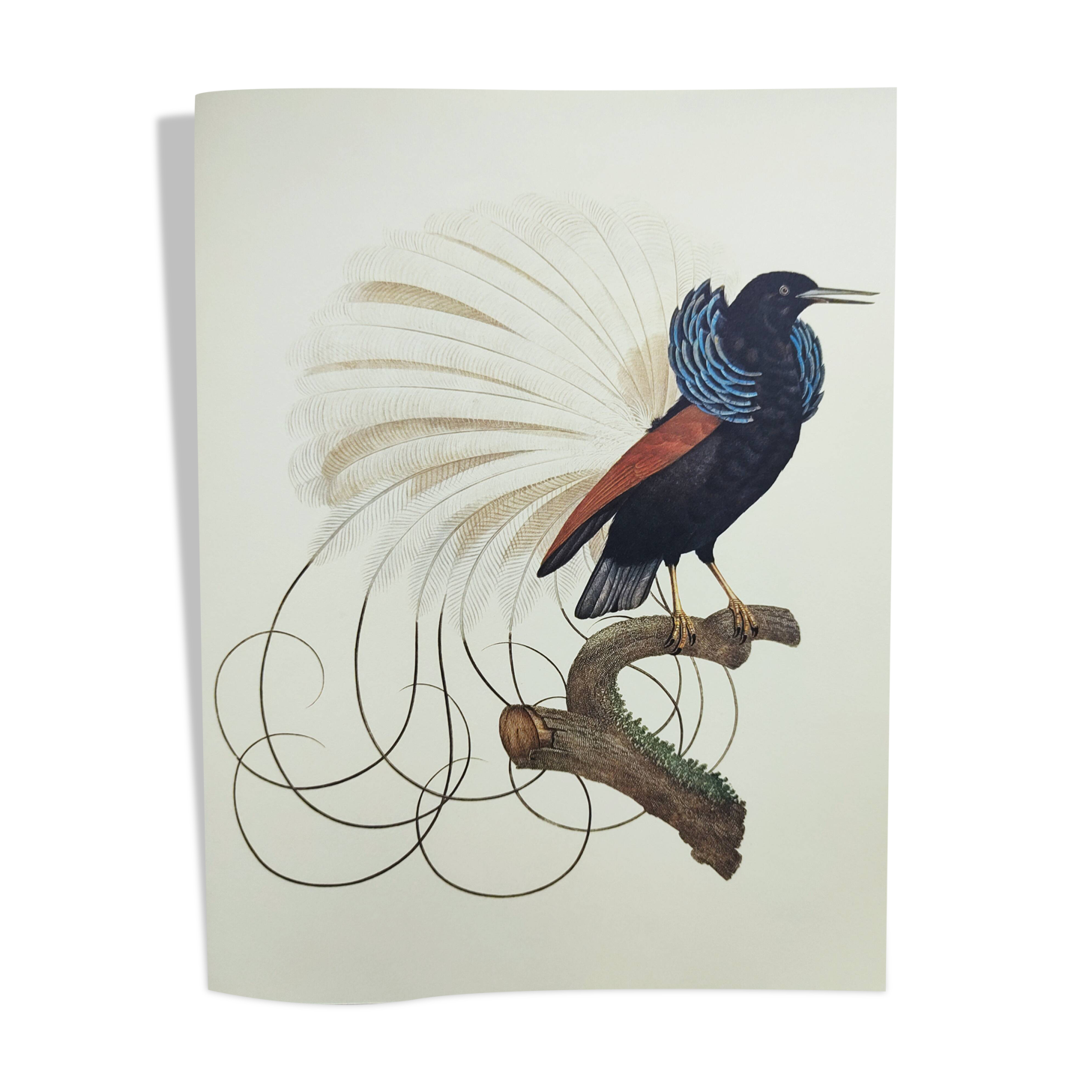 Antique plate - 12-line manuscript - Zoological illustration of birds