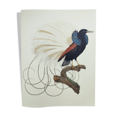 Antique plate - 12-line manuscript - Zoological illustration of birds