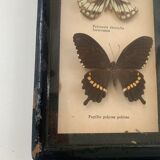 Vintage Display Of  Two Butterfly's, Taxidermy