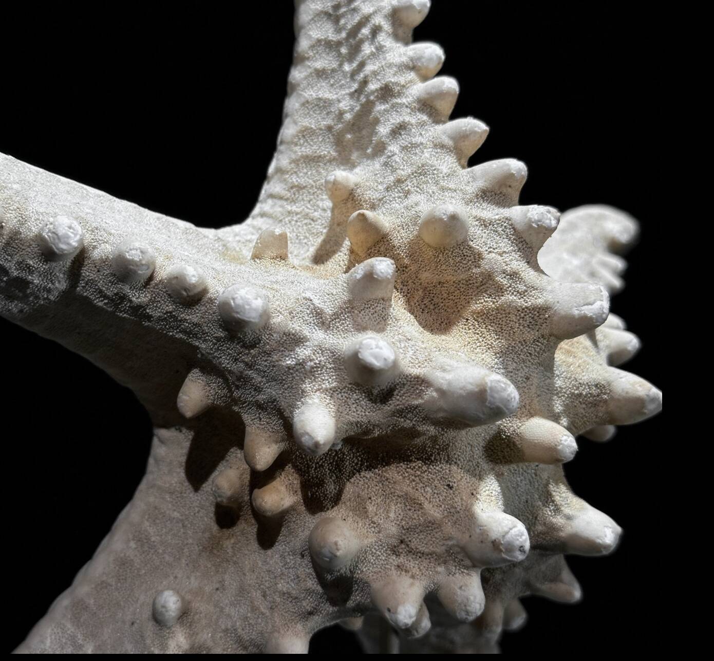 Starfish Protoreaster nodosus on a base