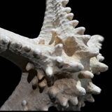 Protoreaster nodosus starfish on base