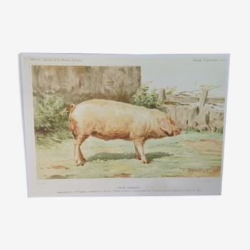 Affiche cochon verrat craonnais