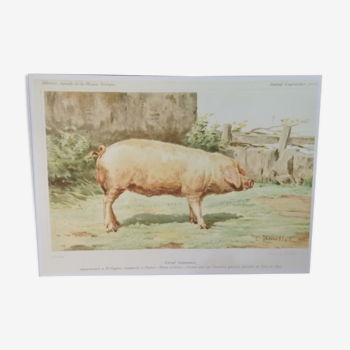 Poster pig boar craonnais