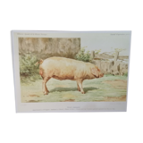 Poster pig boar craonnais