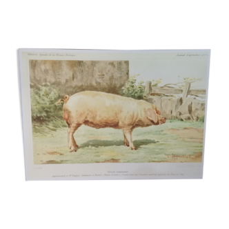 Poster pig boar craonnais