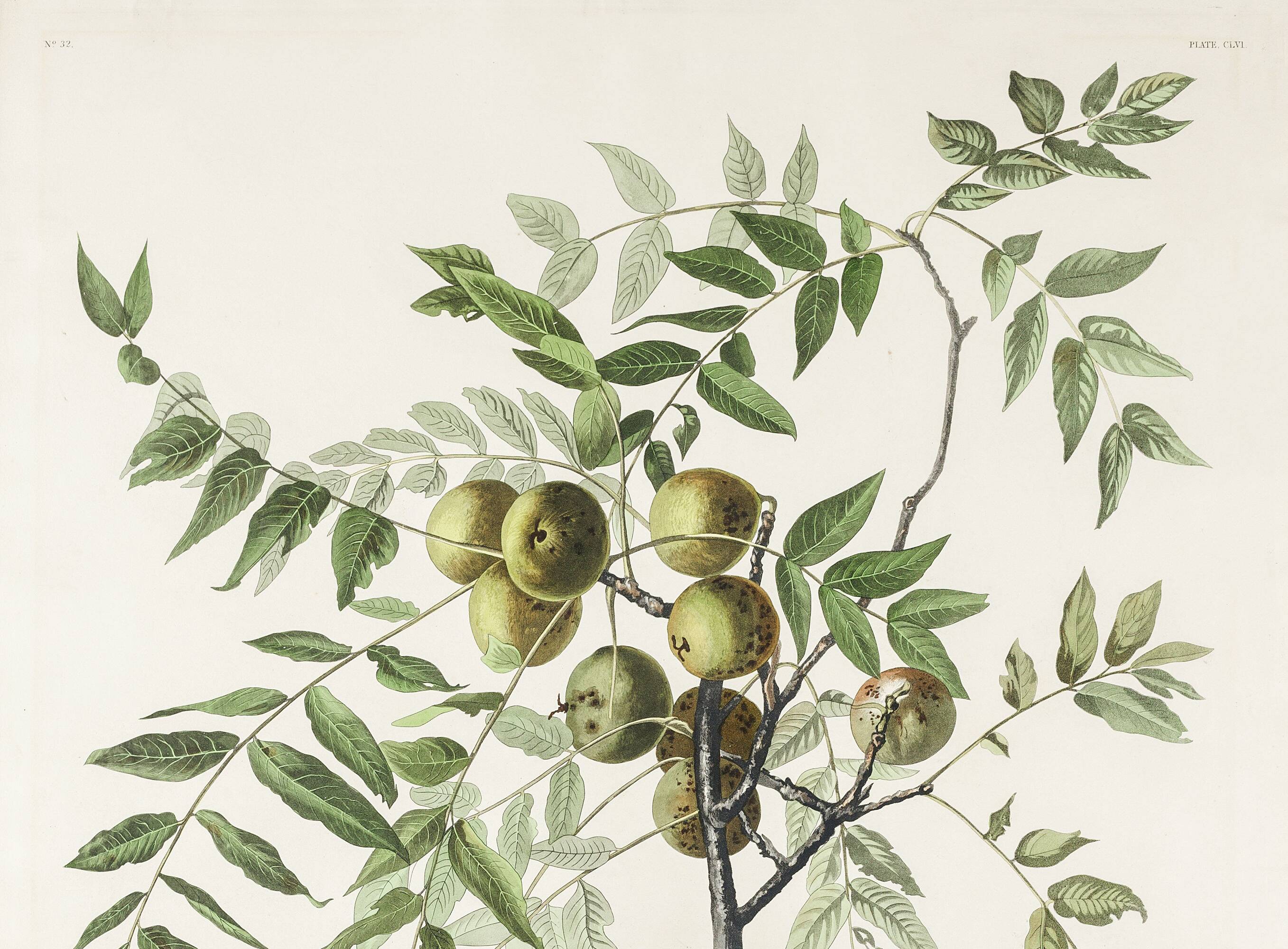 Poster about the American Crow, based on an old engraving from 1827.