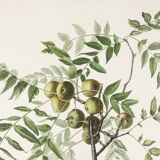 Poster about the American Crow, based on an old engraving from 1827.