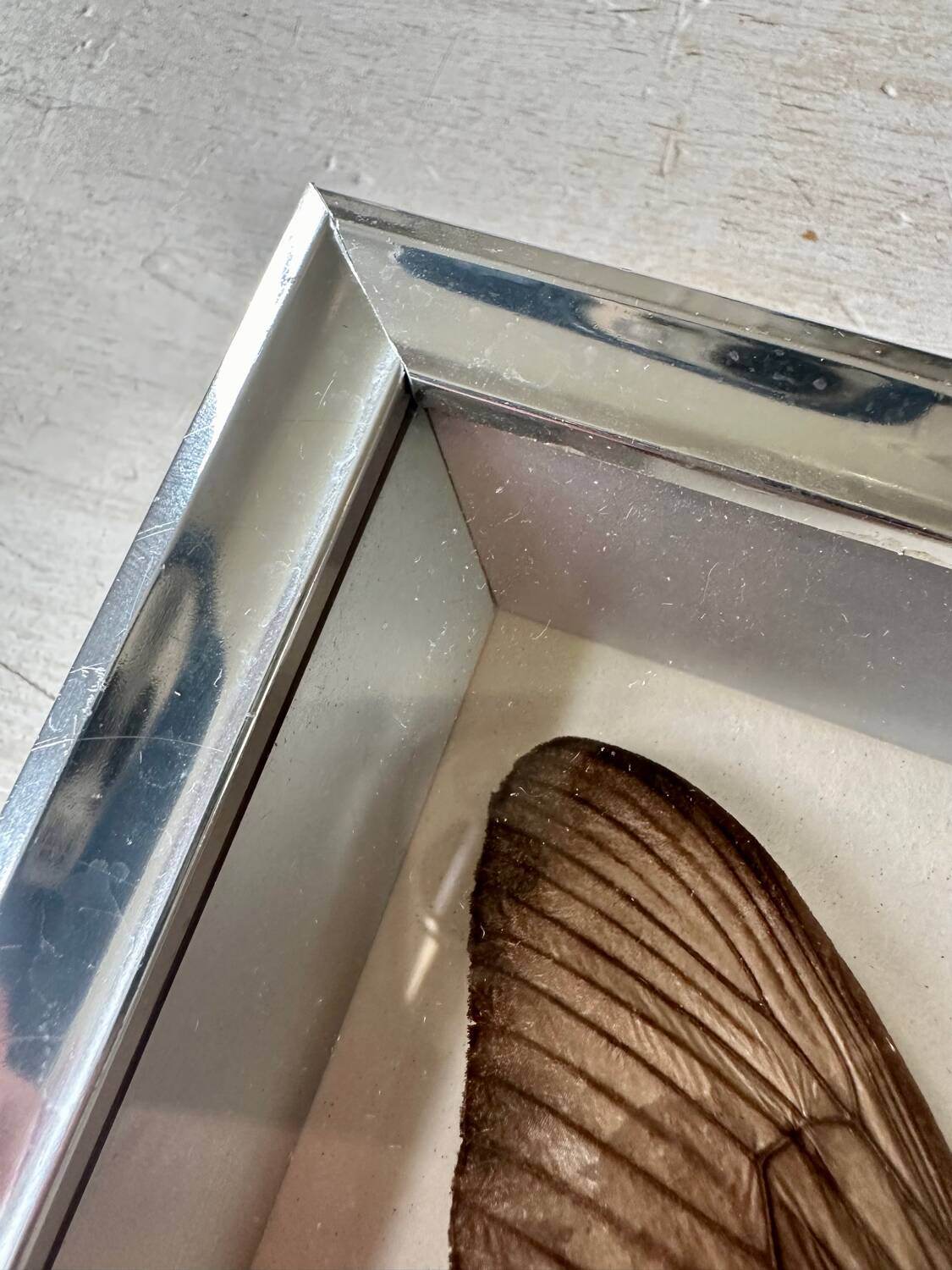 Stuffed butterfly in metal frame
