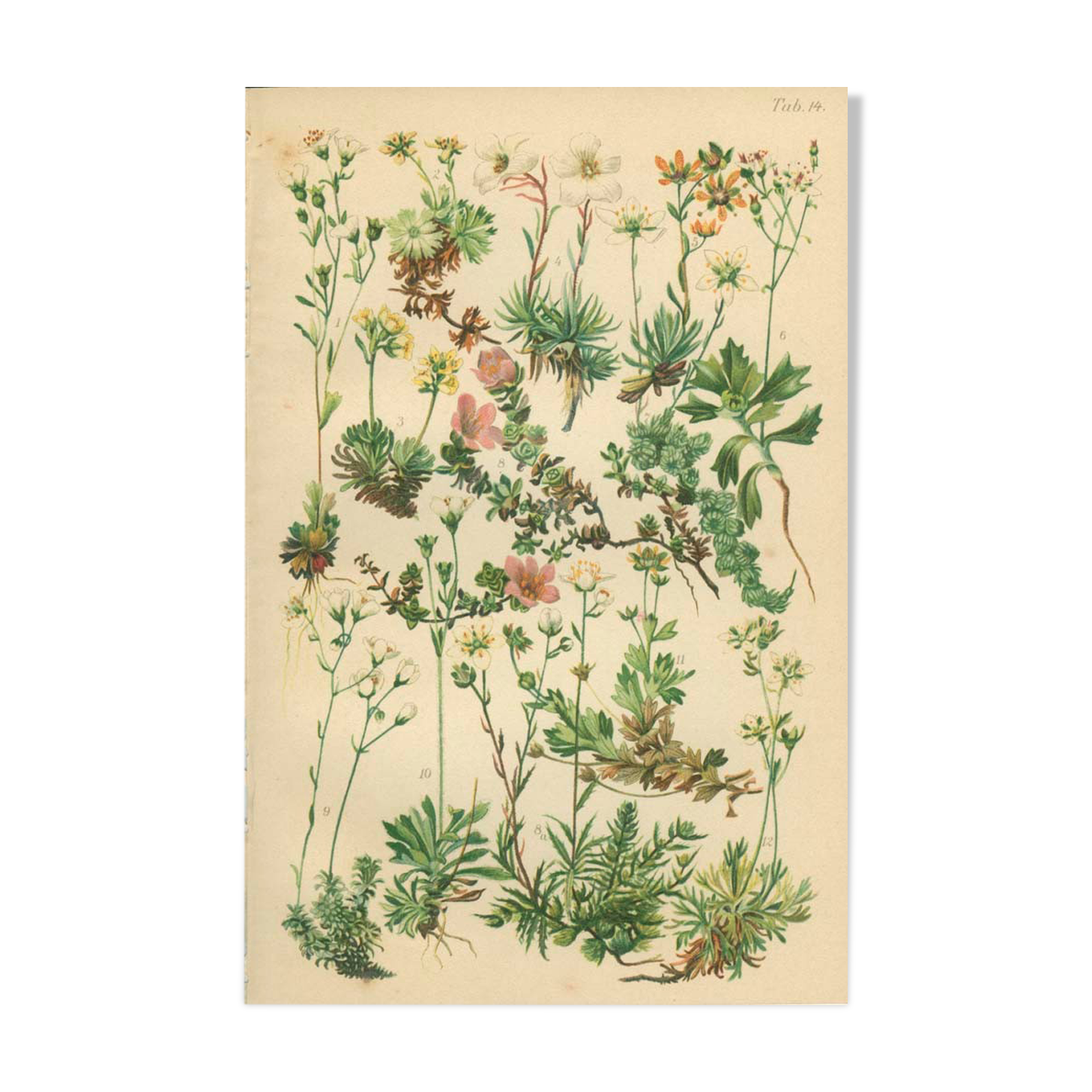 Botanical Plate 1906: saxifrage of the Alps (14)