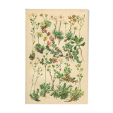 Botanical Plate 1906: saxifrage of the Alps (14)