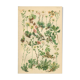 Botanical Plate 1906: saxifrage of the Alps (14)