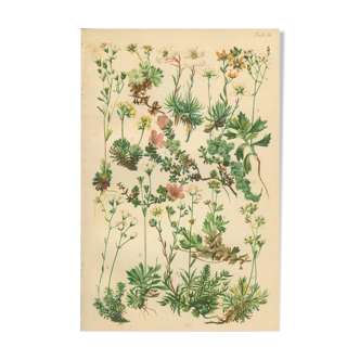 Botanical Plate 1906: saxifrage of the Alps (14)