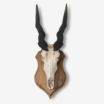 Massacre Cape Eland hunting trophy