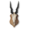 Massacre Cape Eland hunting trophy