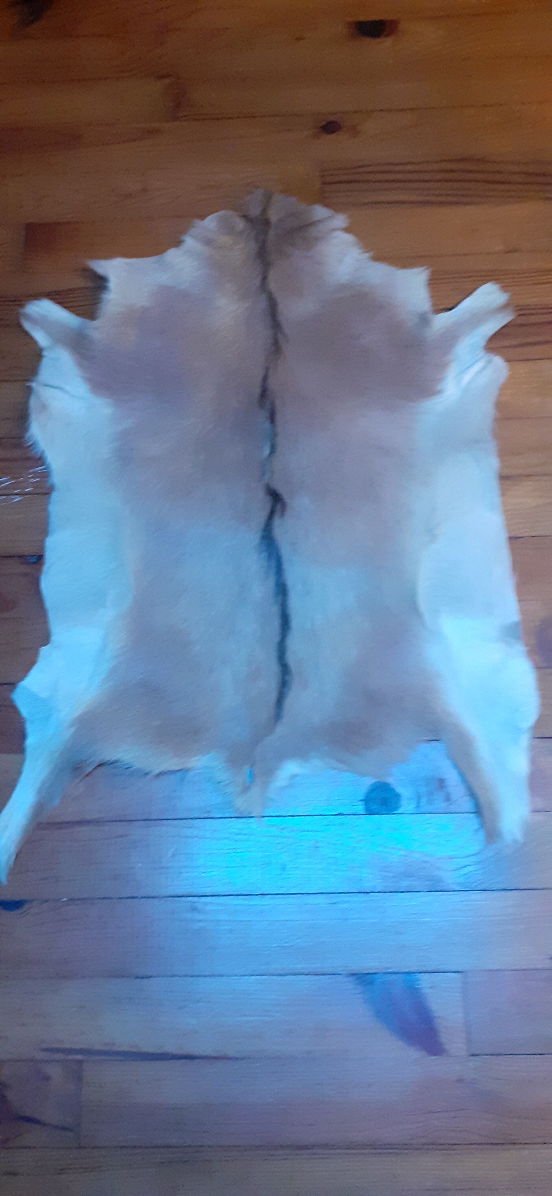 New goat skin