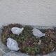 Set of 3 stone garden birds