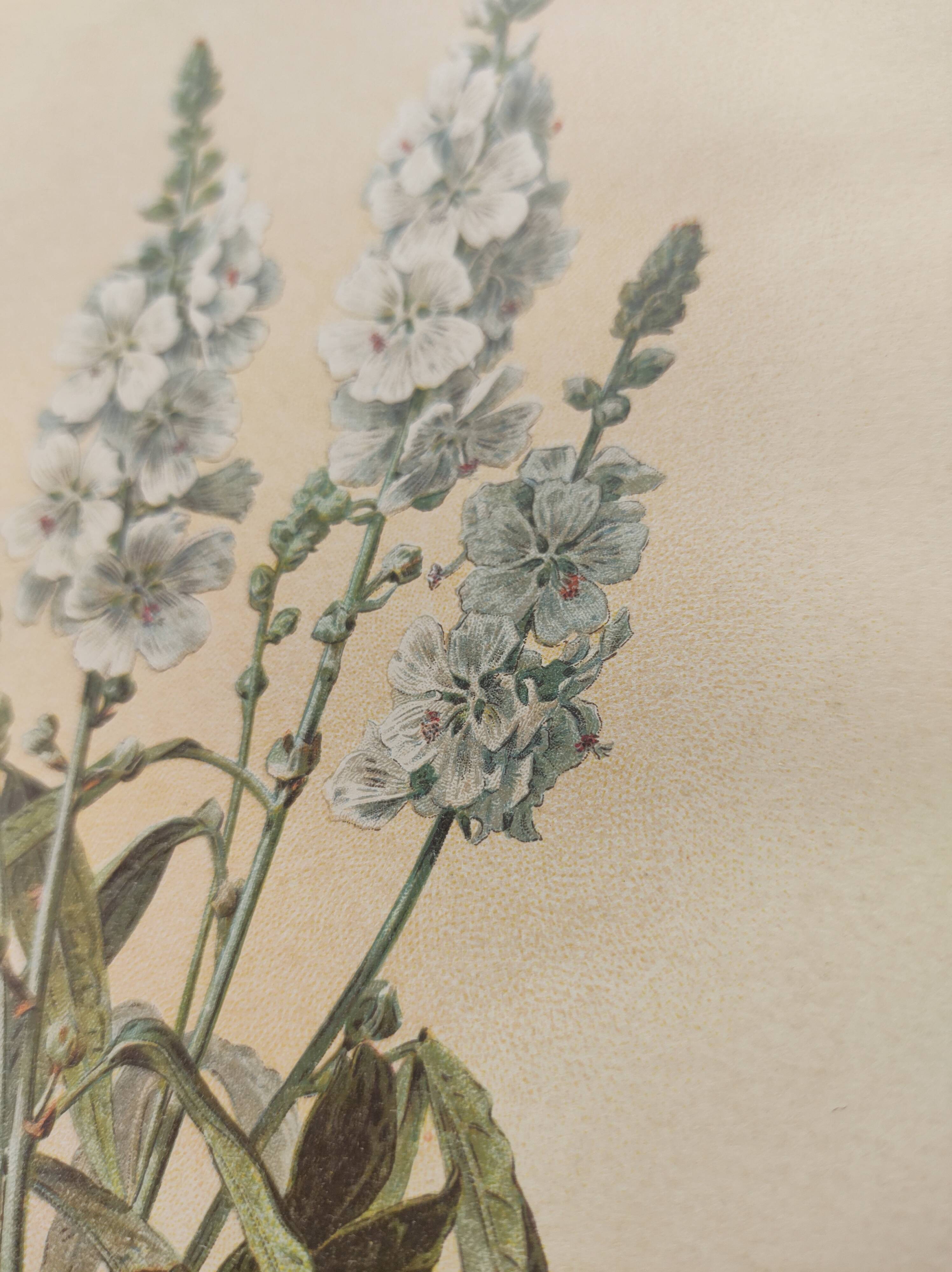 Gravure botanique de 1897 - Sidalcea Candida - Planche originale . Lithographie ancienne de fleur