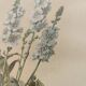 Gravure botanique de 1897 - Sidalcea Candida - Planche originale . Lithographie ancienne de fleur