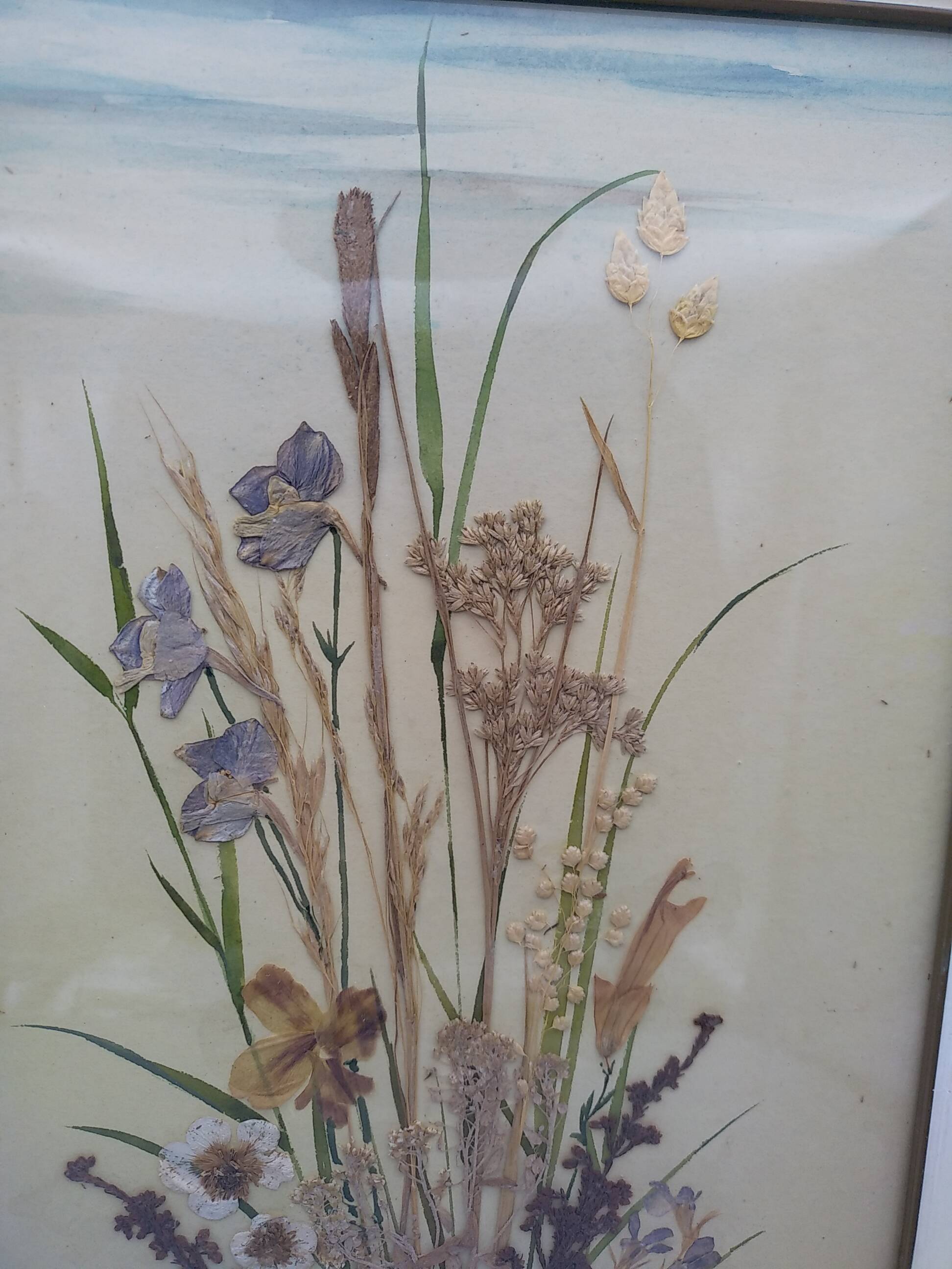 Herbarium on watercolor. the 50's .