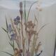 Herbier sur aquarelle . années 50 .