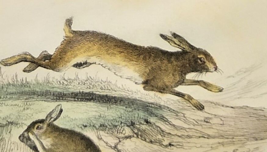 ORIGINAL ZOOLOGICAL PLATE OF 1839 " Deer, Hare,....