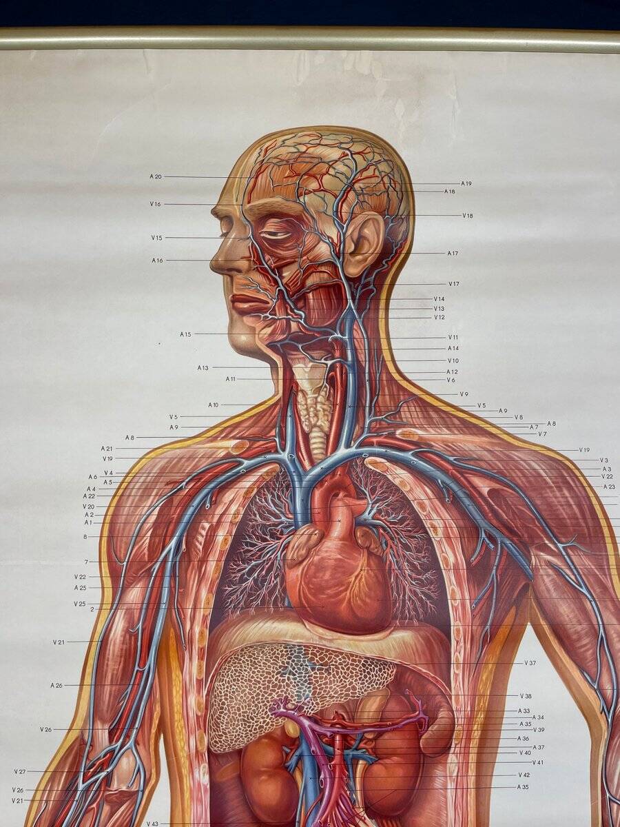 Vintage educational poster of the circulatory system from the Deutsches Hygiene Museum Dresden GDR (East Germany), 1976.