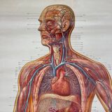 Vintage educational poster of the circulatory system from the Deutsches Hygiene Museum Dresden GDR (East Germany), 1976.