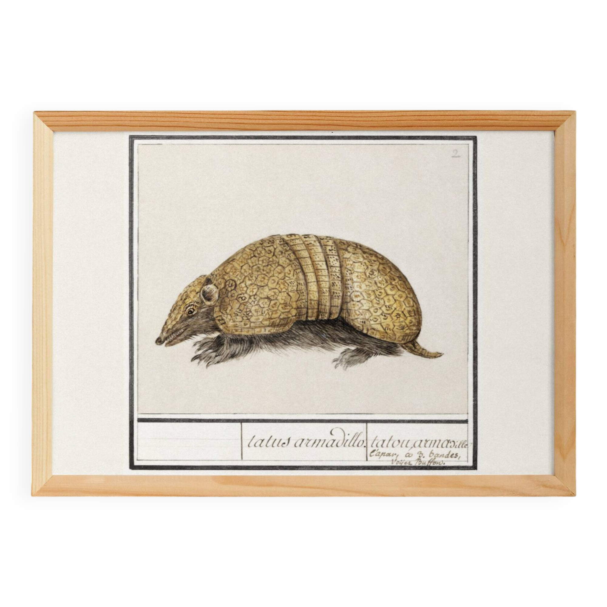 Small poster about the armadillo, after an old engraving from 1610.