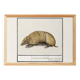 Small poster about the armadillo, after an old engraving from 1610.