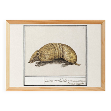 Petite affiche sur l'armadillo, d'après une gravure ancienne de 1610.