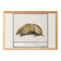Small poster about the armadillo, after an old engraving from 1610.