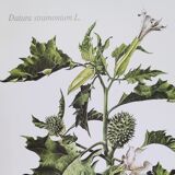 Botanical plates