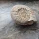 Ammonite fossilisée