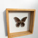 Papillon naturalisé