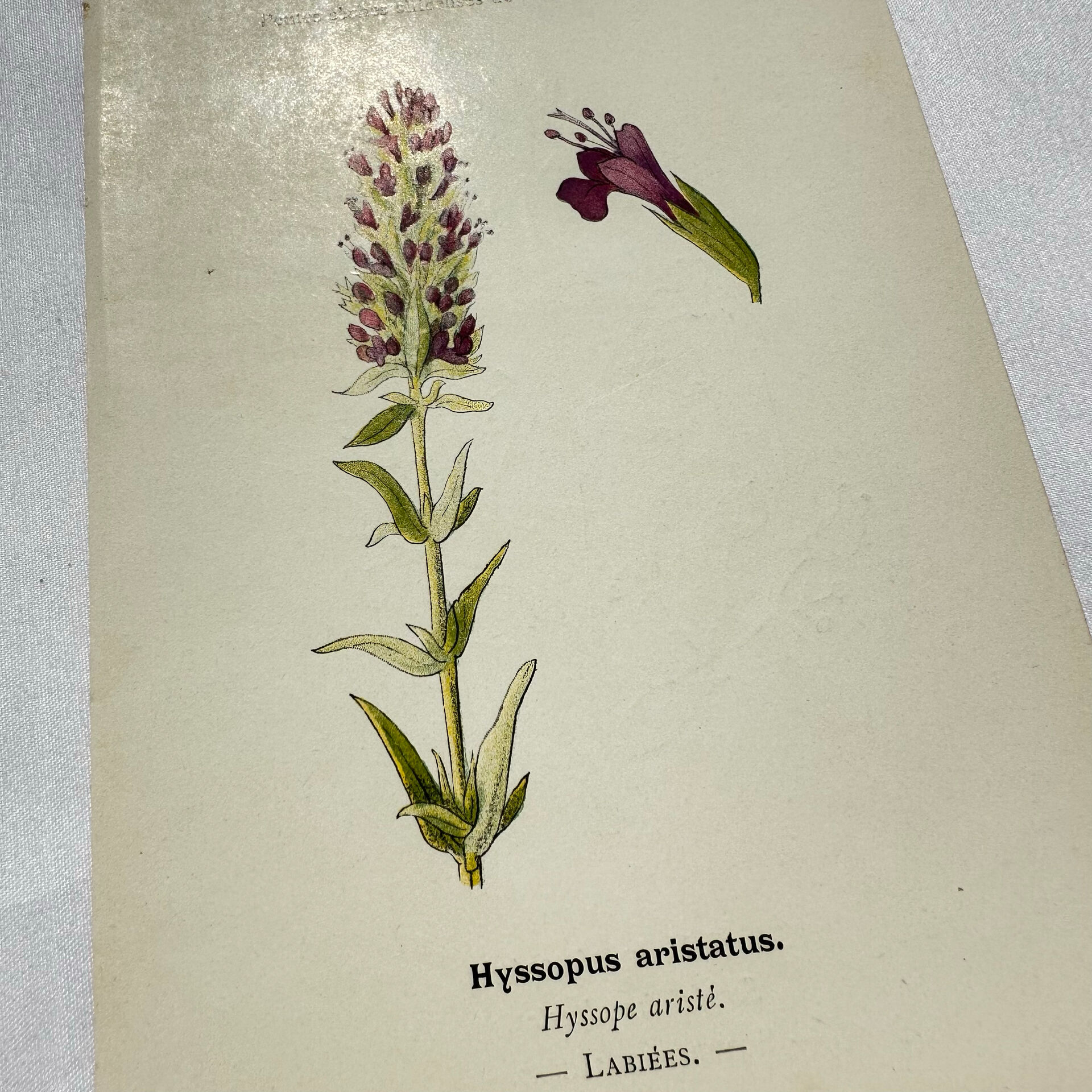 19th-century botanical engraving, double-sided, hand-coloured, naturalist work.
