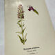 19th-century botanical engraving, double-sided, hand-coloured, naturalist work.