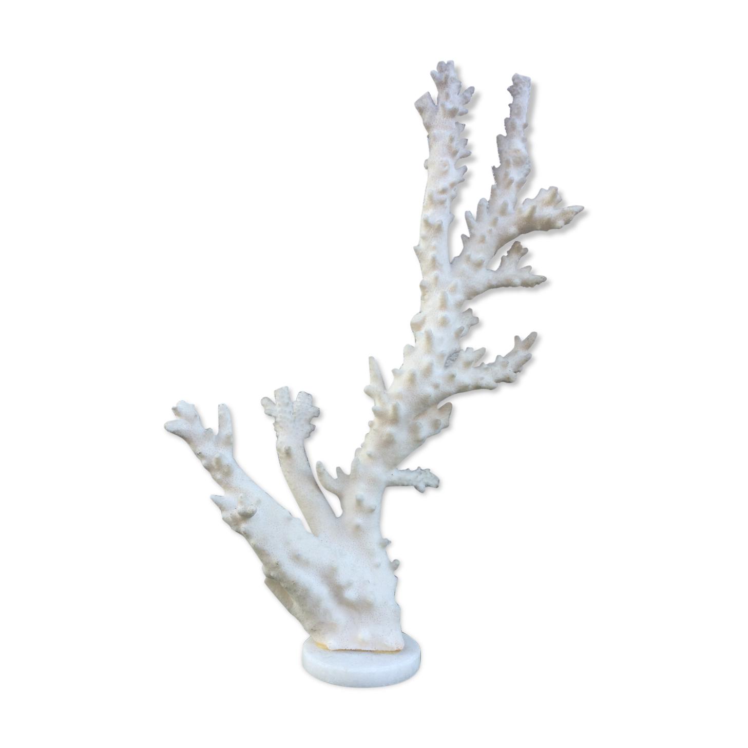 Coral branch 46 x 31 cm on alabaster marble base