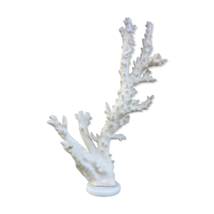 Branche de corail 46