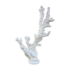 Coral branch 46 x 31 cm on alabaster marble base