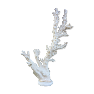 Coral branch 46 x 31 cm on alabaster marble base